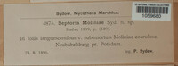 Septoria moliniae image